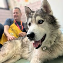 Thumbnail photo of Beastie Boy 13447 #2