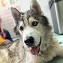 Thumbnail photo of Beastie Boy 13447 #3