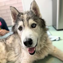 Thumbnail photo of Beastie Boy 13447 #4