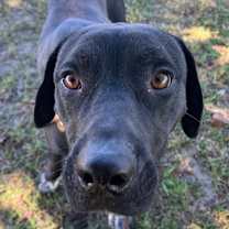 Thumbnail photo of Crisco #1