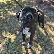 Thumbnail photo of Crisco #2