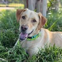 Thumbnail photo of Copper aka Dash #1