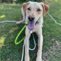 Thumbnail photo of Copper aka Dash #2