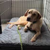 Thumbnail photo of Copper aka Dash #4