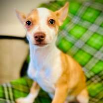 Thumbnail photo of Diablo Jul 25 - A Gigi Pup #1