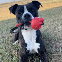 Thumbnail photo of WINSTON #2