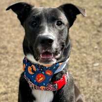 Thumbnail photo of Chief #1