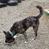 Thumbnail photo of Travis #2