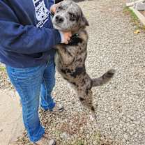 Thumbnail photo of Travis #4