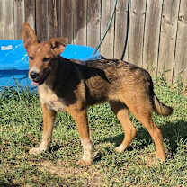 Thumbnail photo of Beta #1