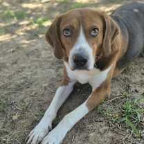 Thumbnail photo of Bruce #2