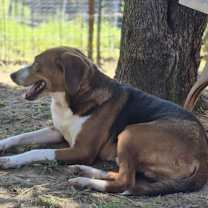 Thumbnail photo of Bruce #3