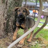 Thumbnail photo of Chickie #1