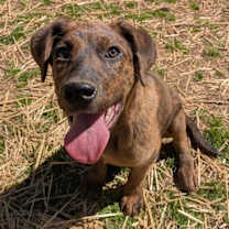 Thumbnail photo of Cracker #2