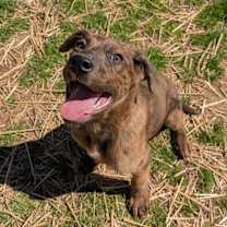 Thumbnail photo of Cracker #3