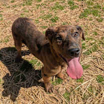 Thumbnail photo of Cracker #4