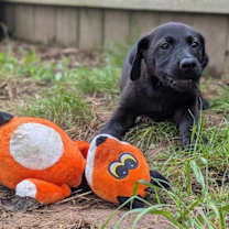 Thumbnail photo of Duckie #1