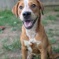 Thumbnail photo of Ivy #4