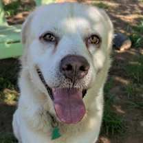 Thumbnail photo of Jasper #2