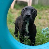 Thumbnail photo of Lemondrop #1