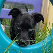 Thumbnail photo of Lemondrop #2