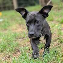 Thumbnail photo of Lemondrop #3