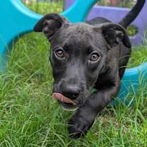 Thumbnail photo of Lemondrop #4