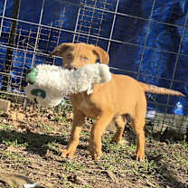 Thumbnail photo of Rufus #2