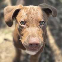 Thumbnail photo of Mazelle #1