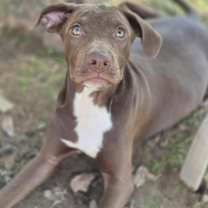 Thumbnail photo of Mazelle #2