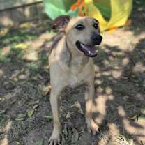 Thumbnail photo of Mushie #4