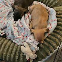 Thumbnail photo of Ellie, a Chihuahua puppy #2