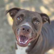 Thumbnail photo of Chili #1