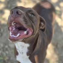 Thumbnail photo of Chili #2