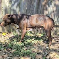 Thumbnail photo of Chili #3