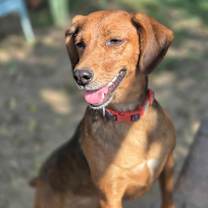 Thumbnail photo of Lucy #4