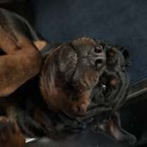 Thumbnail photo of Loki #4