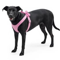 Thumbnail photo of Kaya #2