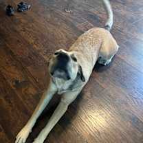 Thumbnail photo of Bailey #4