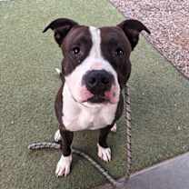 adopt-pet