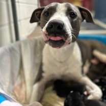 adopt-pet
