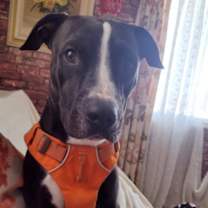 Thumbnail photo of Elliot #2