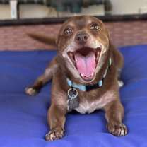 Thumbnail photo of Kermit #3