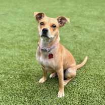 Thumbnail photo of Royal #1