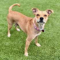 Thumbnail photo of Royal #2