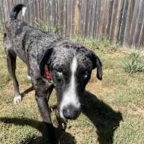 Thumbnail photo of Bronco #4