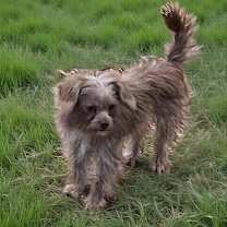 Thumbnail photo of Buttercup #4