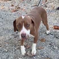 Thumbnail photo of Nash #1