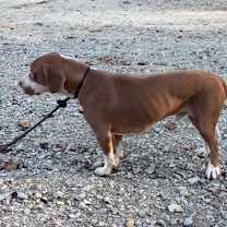 Thumbnail photo of Nash #2