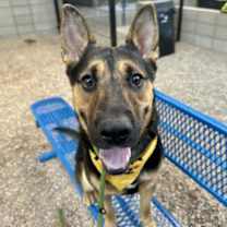 adopt-pet